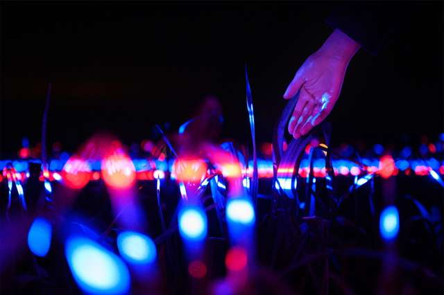 Поле цибулі-порею перетворили в інсталяцію з ультрафіолетовим світлом: космічні кадри - фото 445080