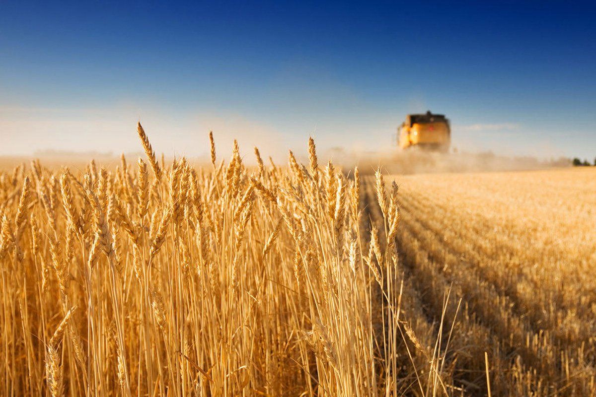 Компания "Евротерминал" оптимизирует инфраструктуру зерновой логистики Украины