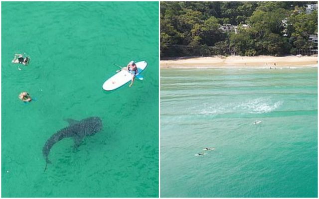 Найбільшу з нині існуючих акул помітили на пляжі: відео - фото 445369