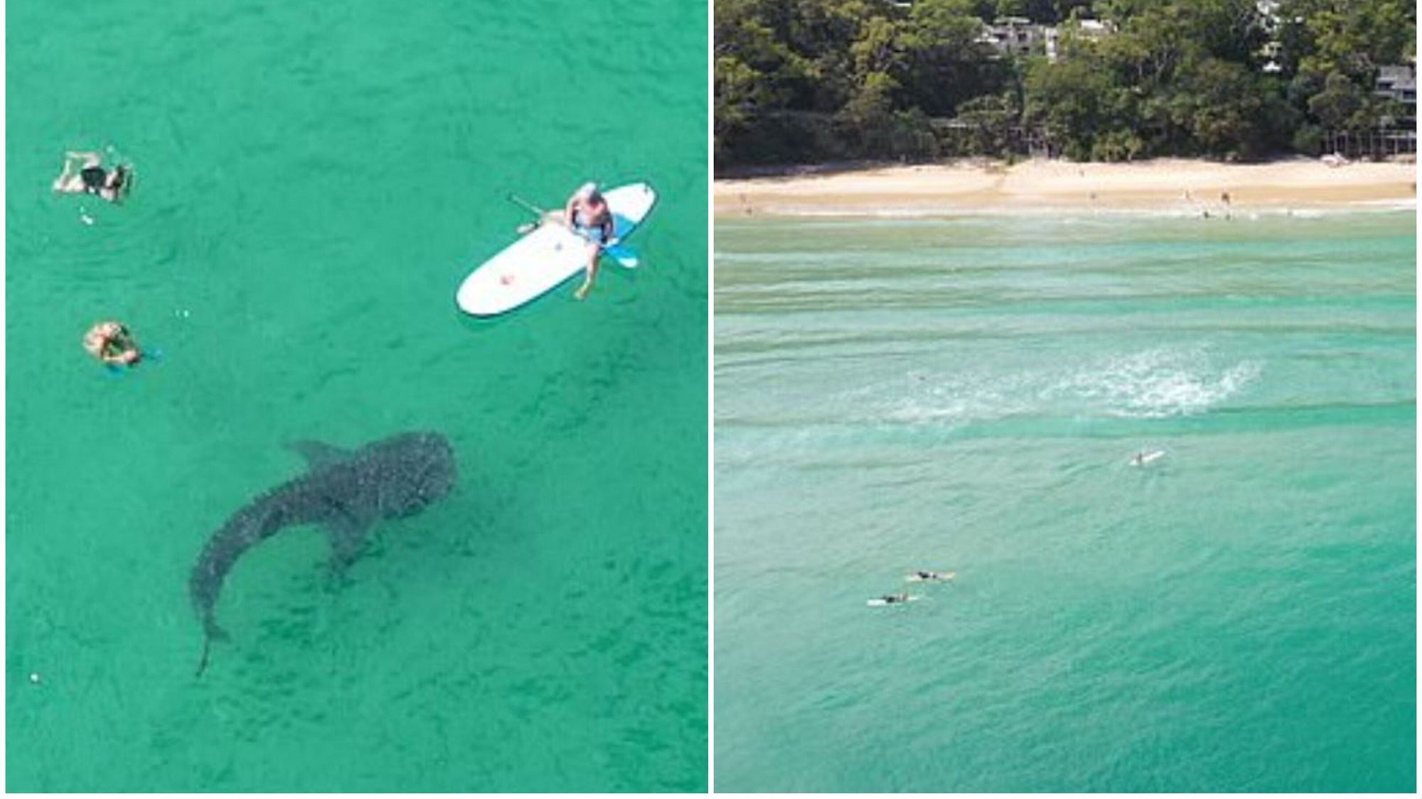 Найбільшу з нині існуючих акул помітили на пляжі: відео