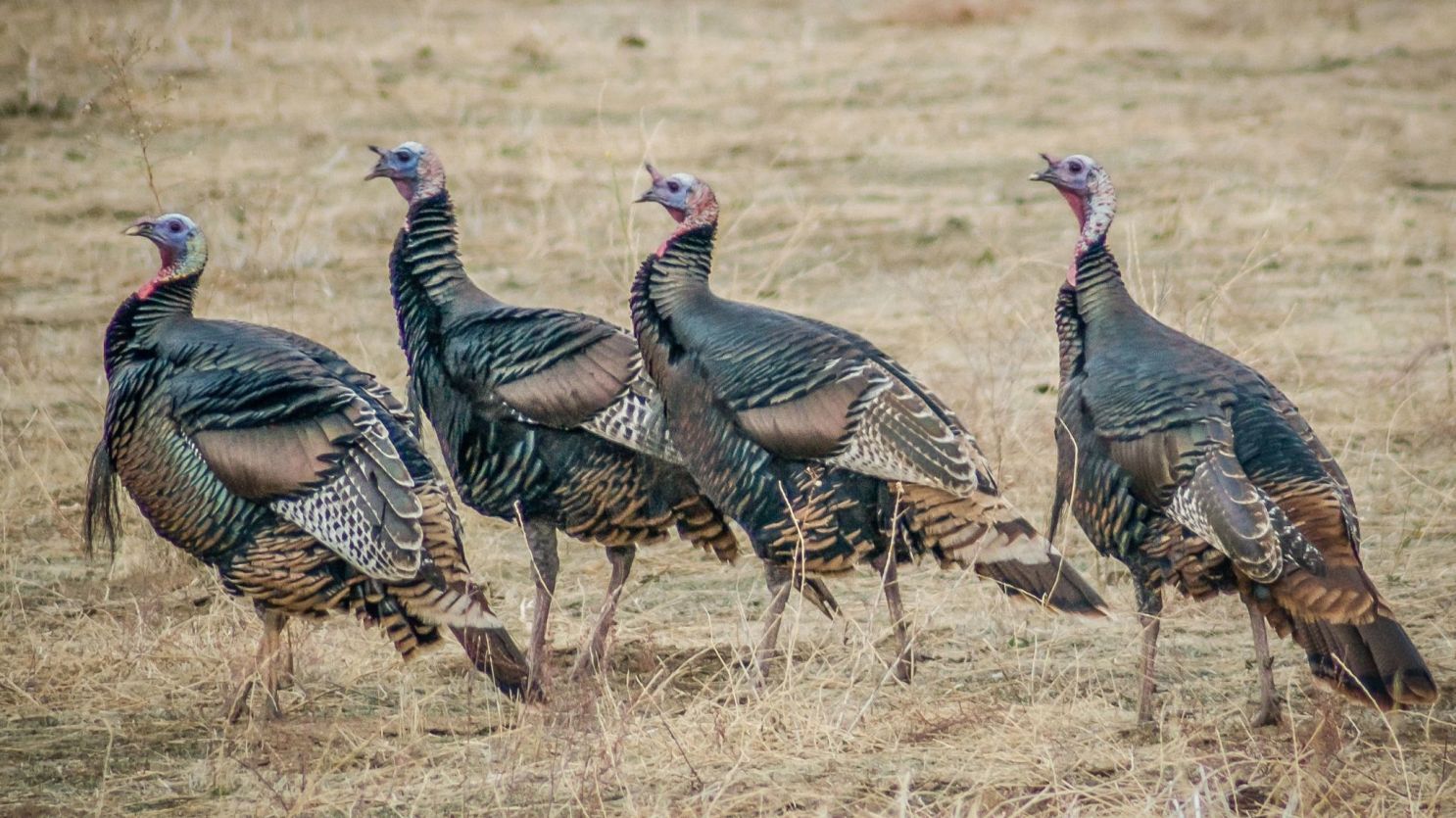 У Массачусетсі поліцейські пояснюють громадянам, як захищатися від диких індичок