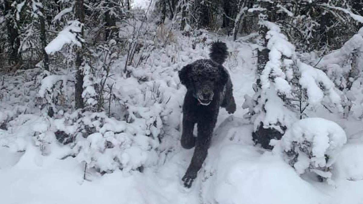 Людина з рюкзаком чи собака? Нова оптична ілюзія підірвала мережу