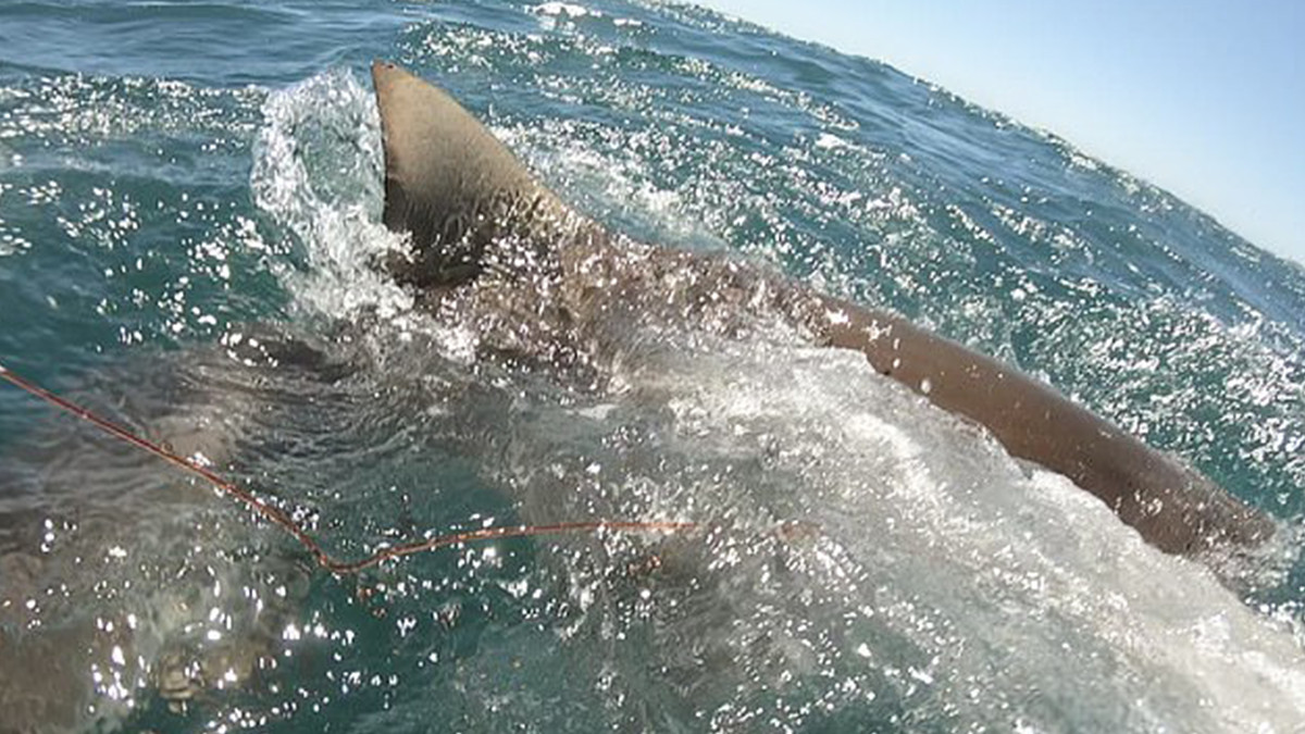 Акула напала на мисливця і вкрала улов: моторошне відео - фото 1