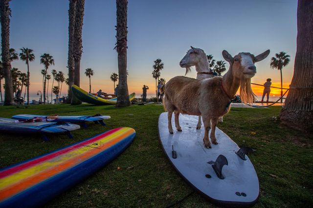 Американці займаються на каліфорнійському узбережжі серфінгом разом з козами: кумедні фото - фото 446745