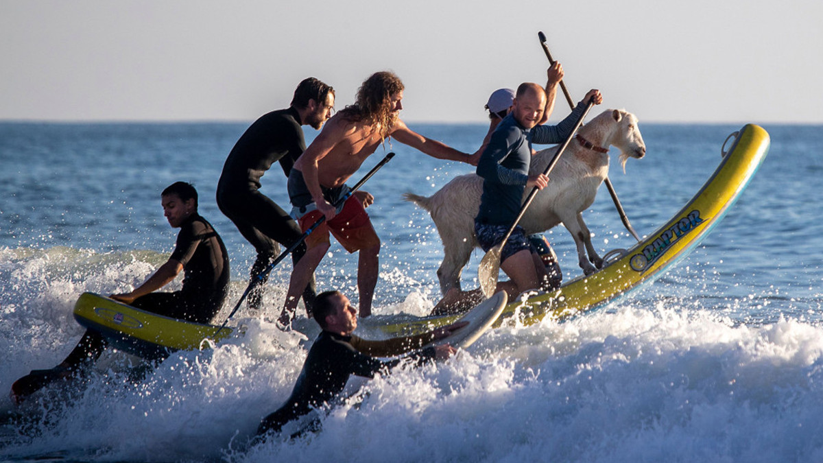 Американці займаються на каліфорнійському узбережжі серфінгом разом з козами: кумедні фото - фото 1
