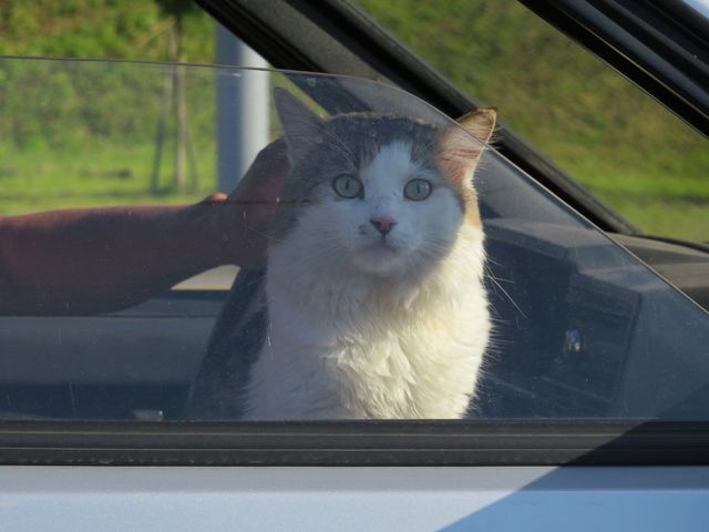 Чим можна зайнятися у заторі: кілька небанальних ідей для водіїв - фото 446777