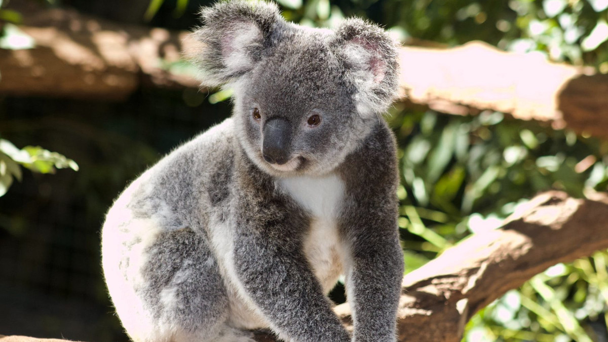 Мила коала просто переходила дорогу - фото 1