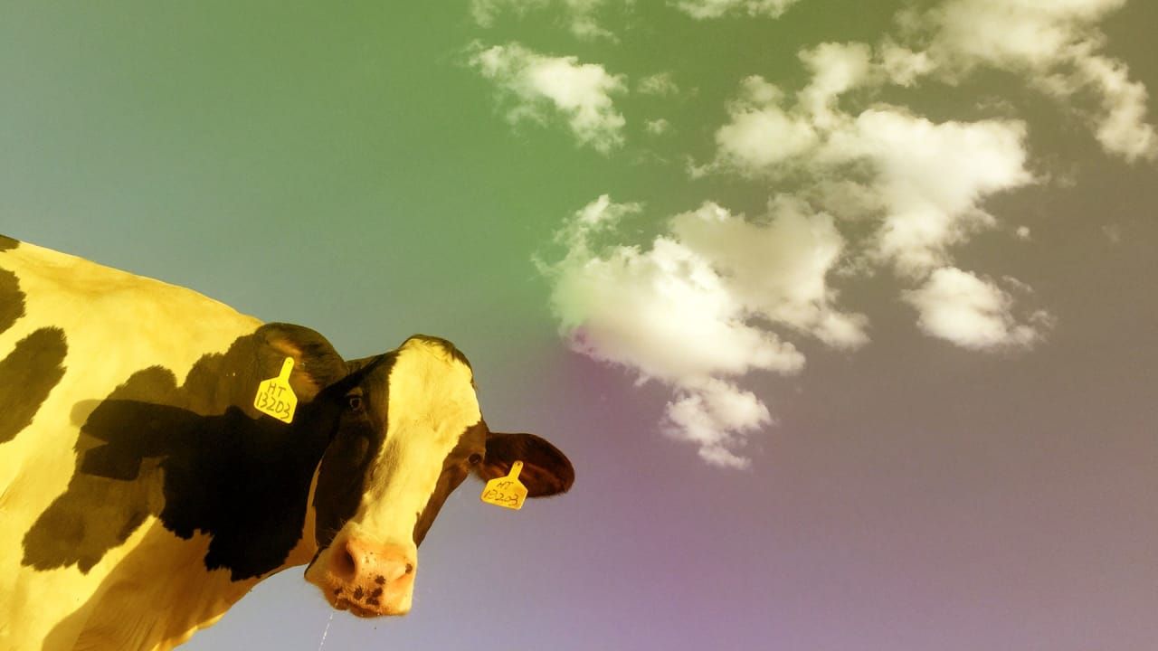 У Facebook заборонили публікацію знімків корів через "відверту сексуальність"