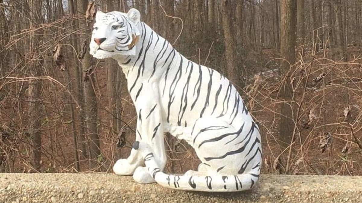 Американець поскаржився у 911 на білого тигра, який сидів біля дороги - фото 1