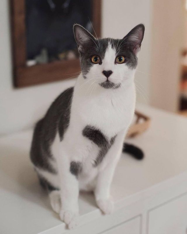 Кіт з незвичайним забарвленням став зіркою мережі: фото - фото 447272