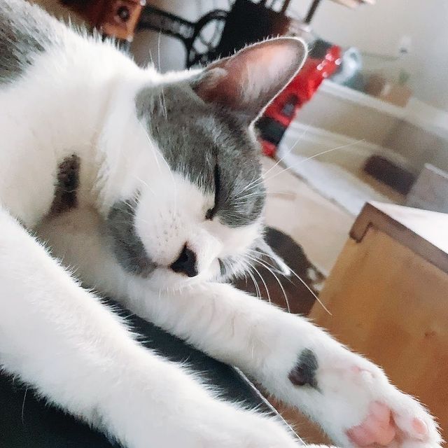 Кіт з незвичайним забарвленням став зіркою мережі: фото - фото 447273