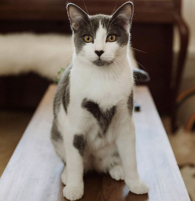 Кіт з незвичайним забарвленням став зіркою мережі: фото - фото 447274