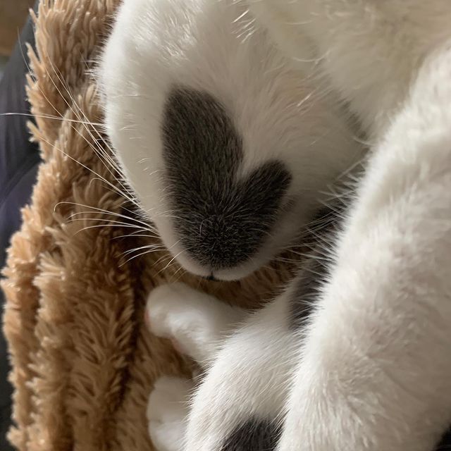 Кіт з незвичайним забарвленням став зіркою мережі: фото - фото 447275