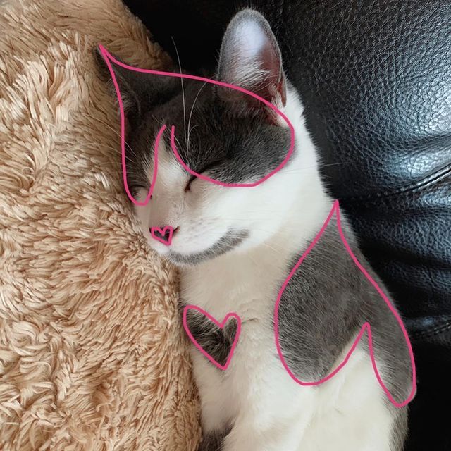 Кіт з незвичайним забарвленням став зіркою мережі: фото - фото 447276