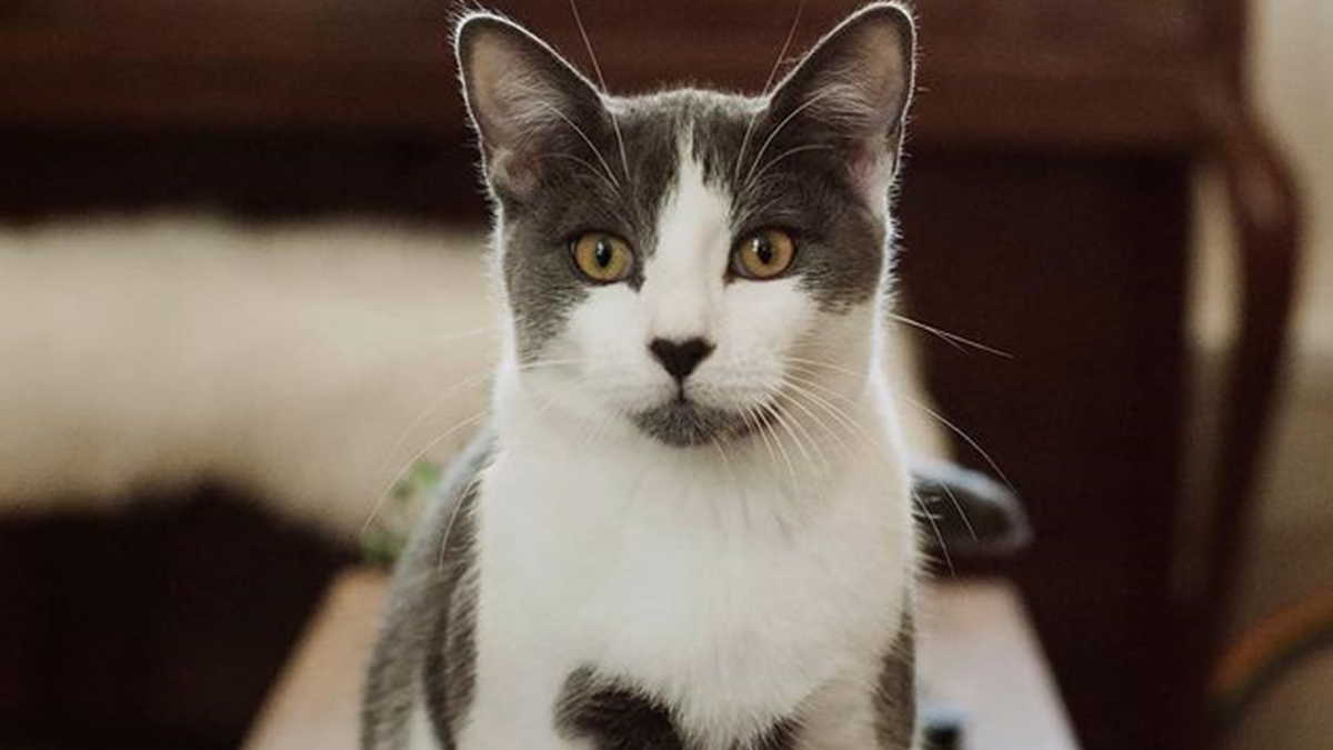 Кіт з незвичайним забарвленням став зіркою мережі: фото