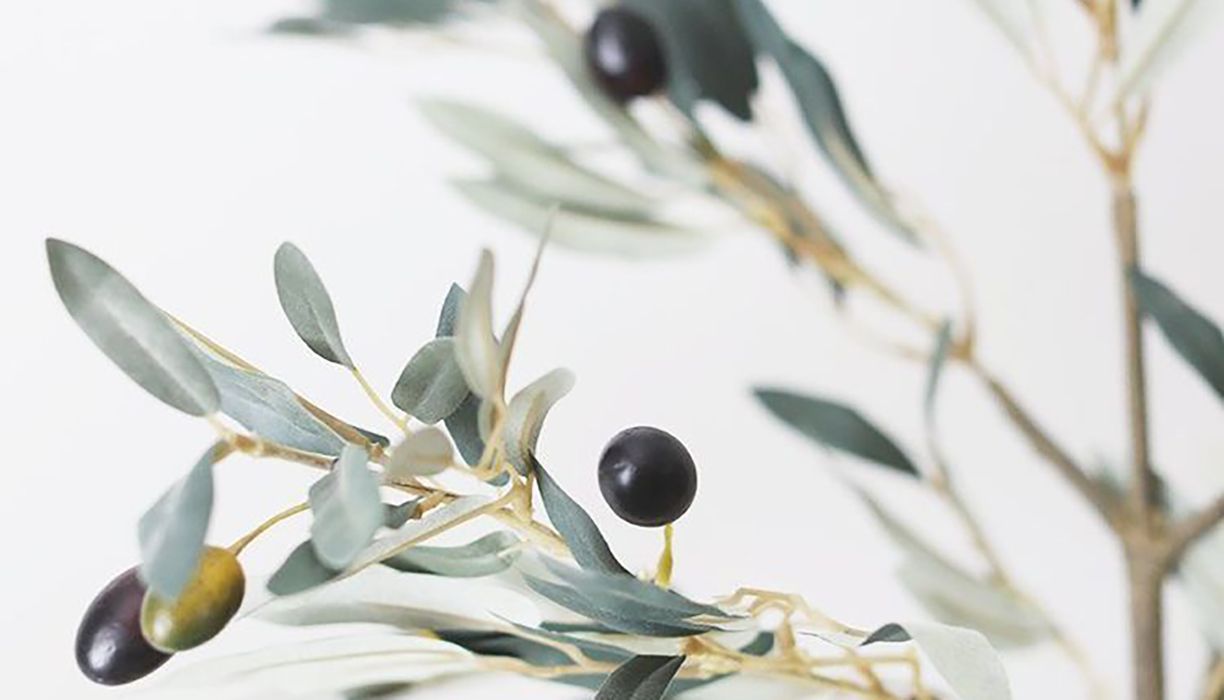 Оливки - фото 1
