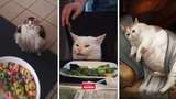 Меми з котами: 10 пухнастиків, які показують наше життя
