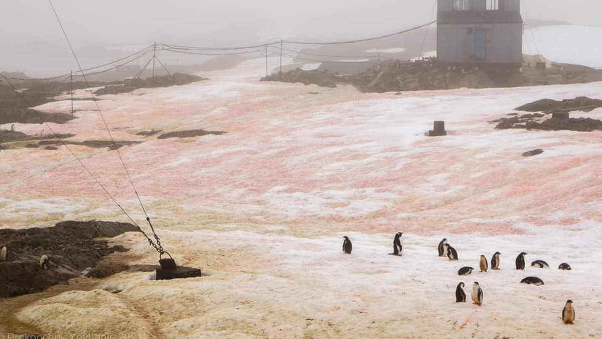 В Антарктиді "зацвів" сніг і став рожевим: фото - фото 1