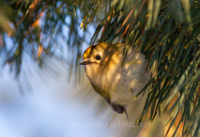 Український фотограф показав найменшу пташку Європи: фотофакт - фото 448089