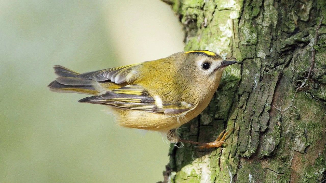 Український фотограф показав найменшу пташку Європи: фотофакт