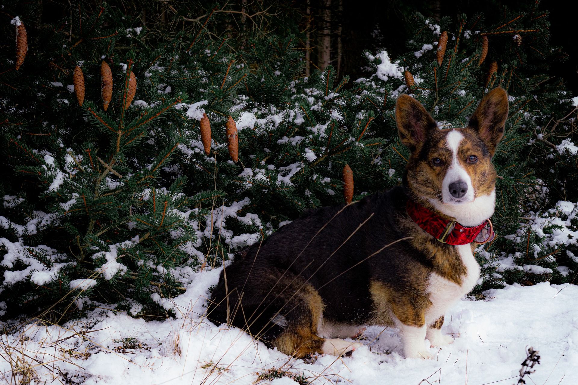 Армія коргі в снігу підкорила мережу: кумедне відео