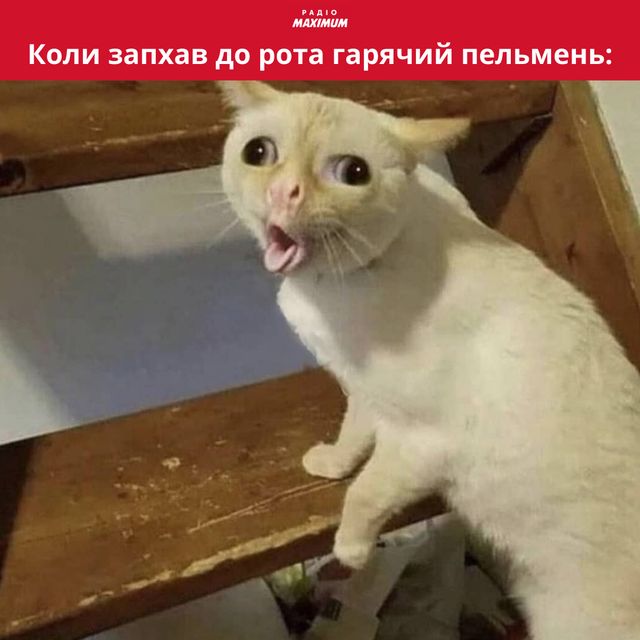 Меми з котами: 10 пухнастиків, які показують наше життя - фото 448129