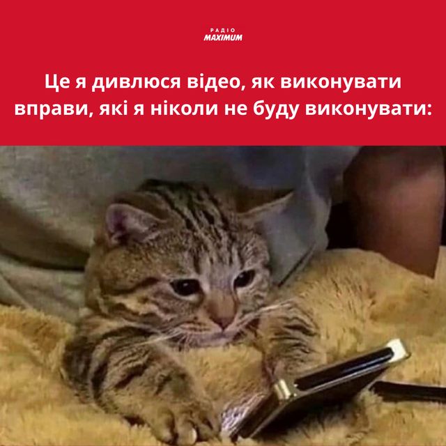 Меми з котами: 10 пухнастиків, які показують наше життя - фото 448130