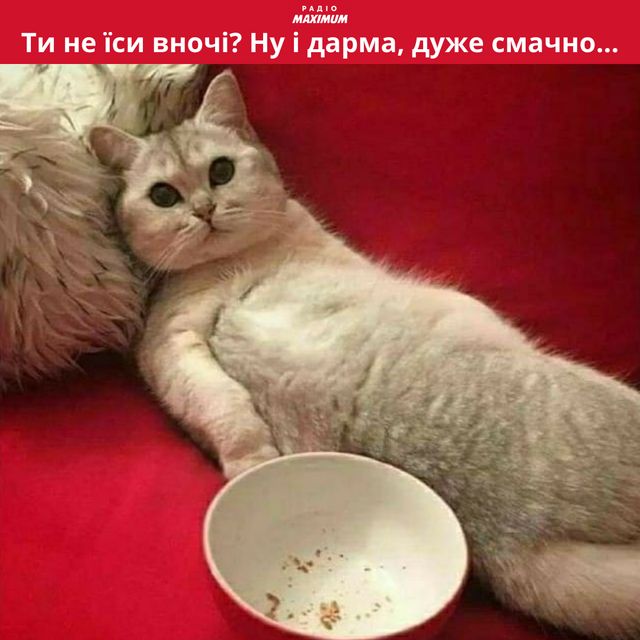 Меми з котами: 10 пухнастиків, які показують наше життя - фото 448131