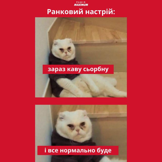 Меми з котами: 10 пухнастиків, які показують наше життя - фото 448132