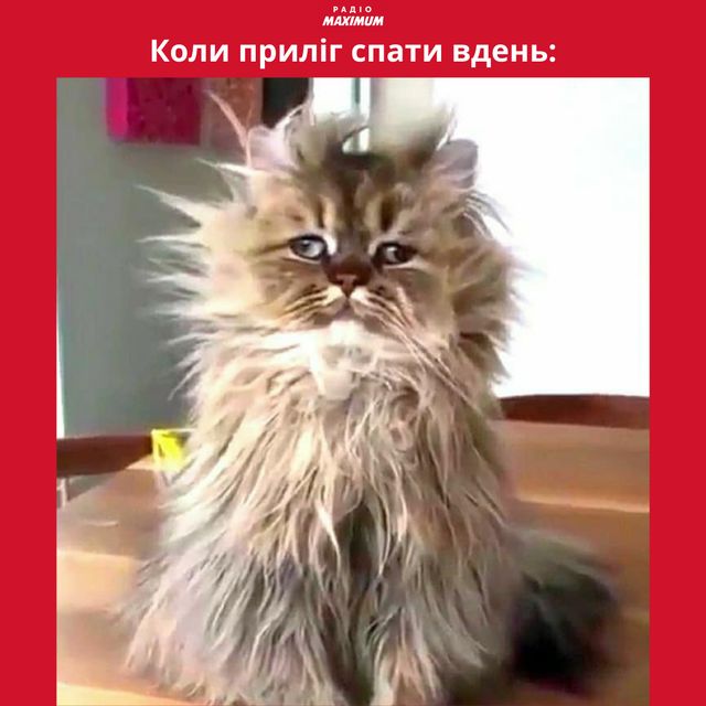 Меми з котами: 10 пухнастиків, які показують наше життя - фото 448133