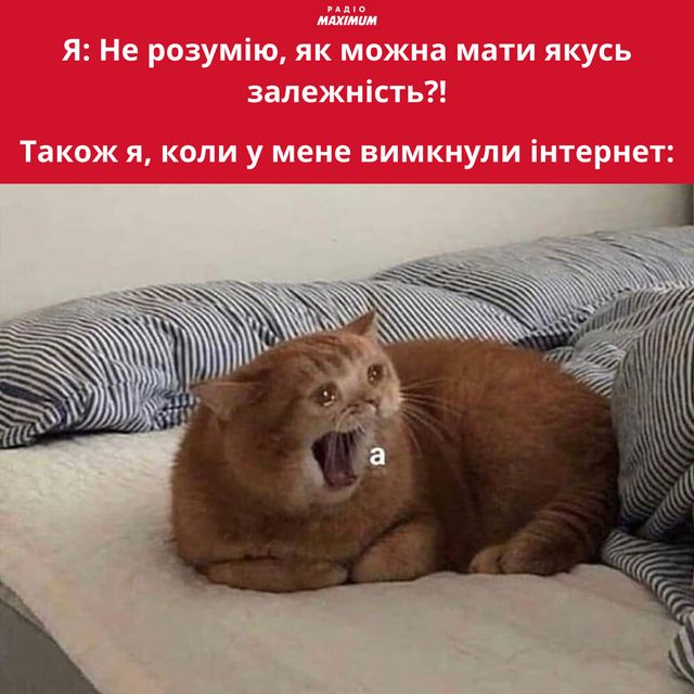 Меми з котами: 10 пухнастиків, які показують наше життя - фото 448134