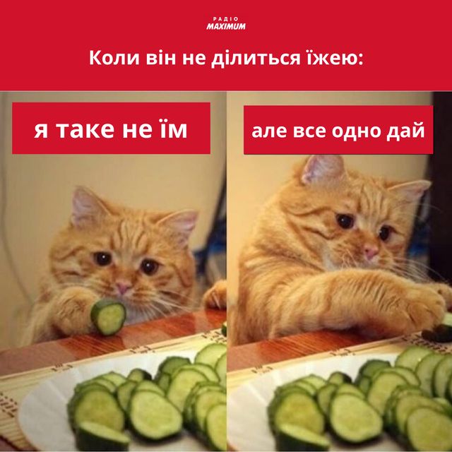 Меми з котами: 10 пухнастиків, які показують наше життя - фото 448135