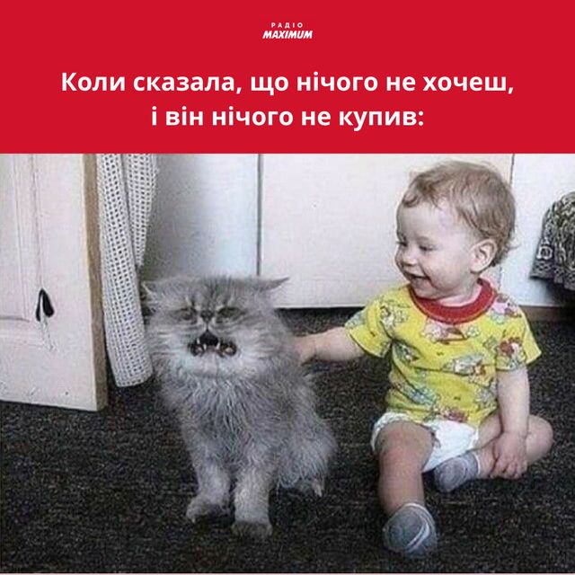 Меми з котами: 10 пухнастиків, які показують наше життя - фото 448136