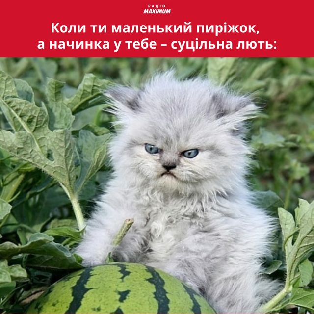 Меми з котами: 10 пухнастиків, які показують наше життя - фото 448137