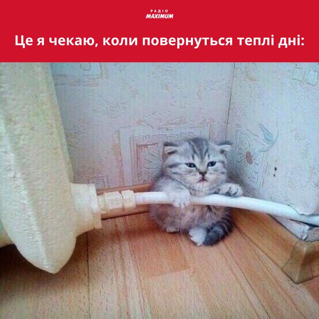 Меми з котами: 10 пухнастиків, які показують наше життя - фото 448138