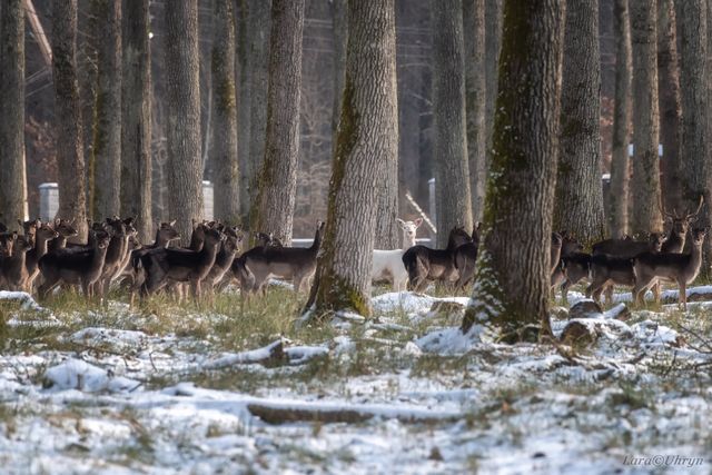 На Закарпатті зняли рідкісну білу лань: фотофакт - фото 448153