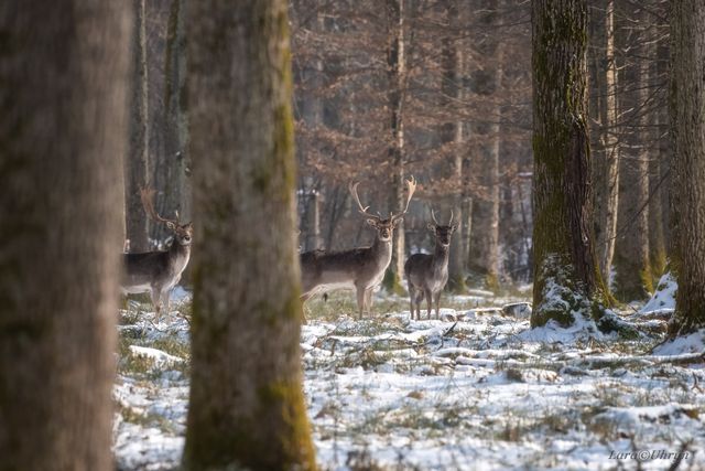 На Закарпатті зняли рідкісну білу лань: фотофакт - фото 448155