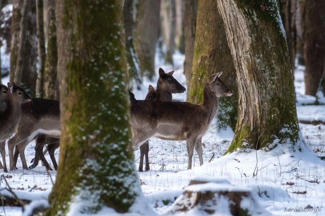 На Закарпатті зняли рідкісну білу лань: фотофакт - фото 448156