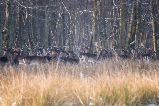 На Закарпатті зняли рідкісну білу лань: фотофакт - фото 448157