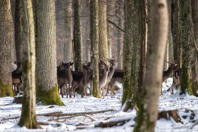 На Закарпатті зняли рідкісну білу лань: фотофакт - фото 448160