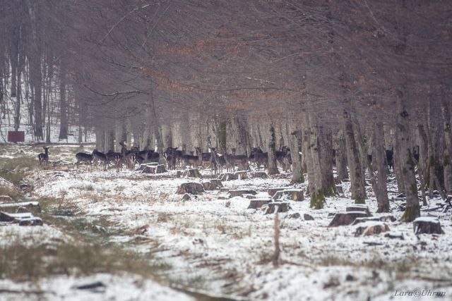На Закарпатті зняли рідкісну білу лань: фотофакт - фото 448161