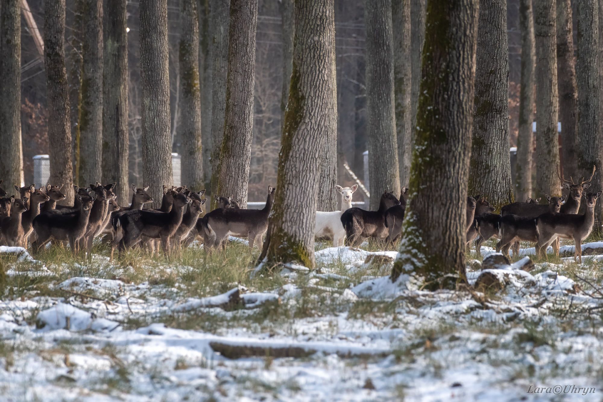 Знімок рідкісної лані на Закарпатті - фото 1