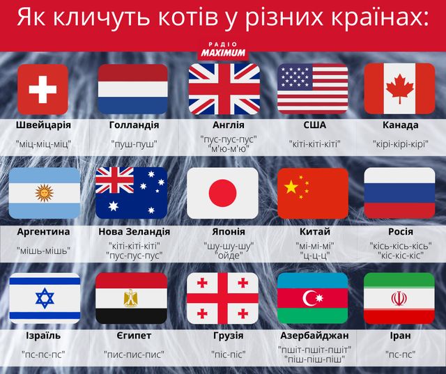 Пуш-пуш, миц-миц, кис-кис: як кличуть котів у 30 різних країнах - фото 448174