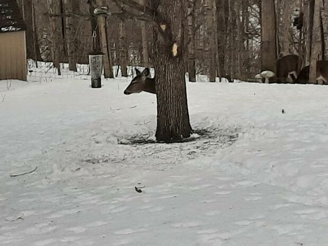 Мережу спантеличила оптична ілюзія з головою оленя, яку так ніхто й не можу розгадати - фото 448248