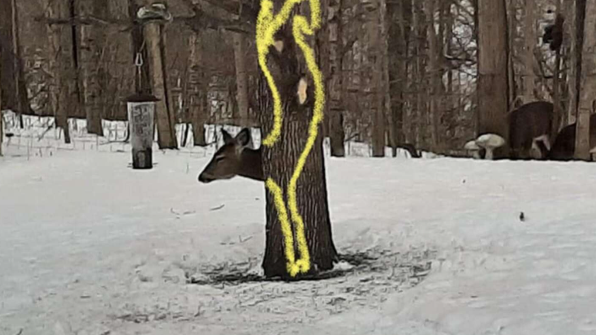 Мережу спантеличила оптична ілюзія з головою оленя, яку так ніхто й не можу розгадати