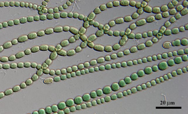 Знайдені бактерії, які точно виживуть на Марсі - фото 448444