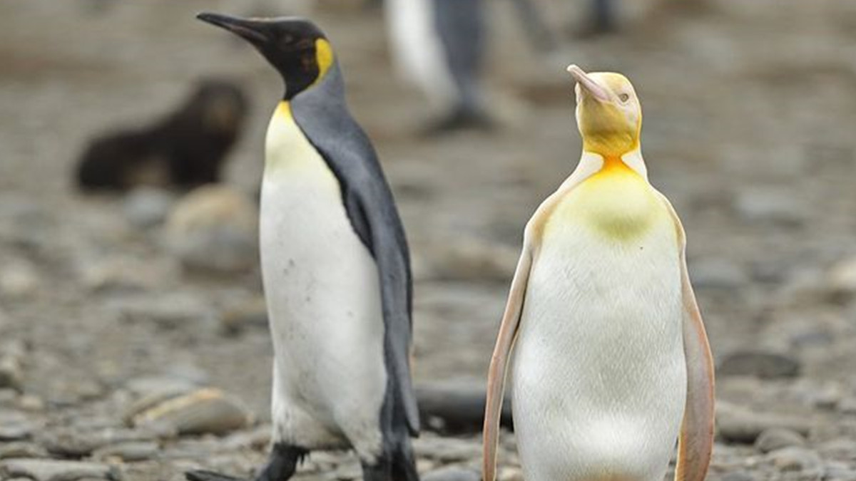 Фотограф вперше сфотографував жовтого пінгвіна - фото 1