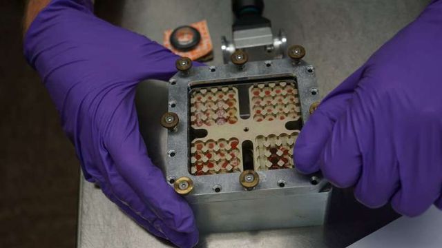 Ці організми з Землі зможуть вижити на Марсі - фото 449286