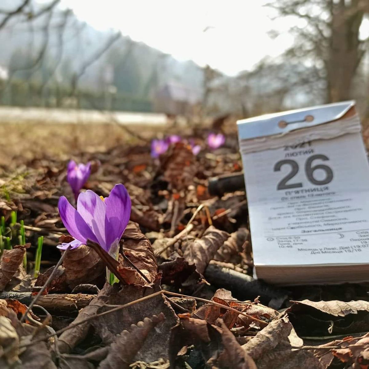 Справжня весна! На Закарпатті розпустилися перші квіти: фото