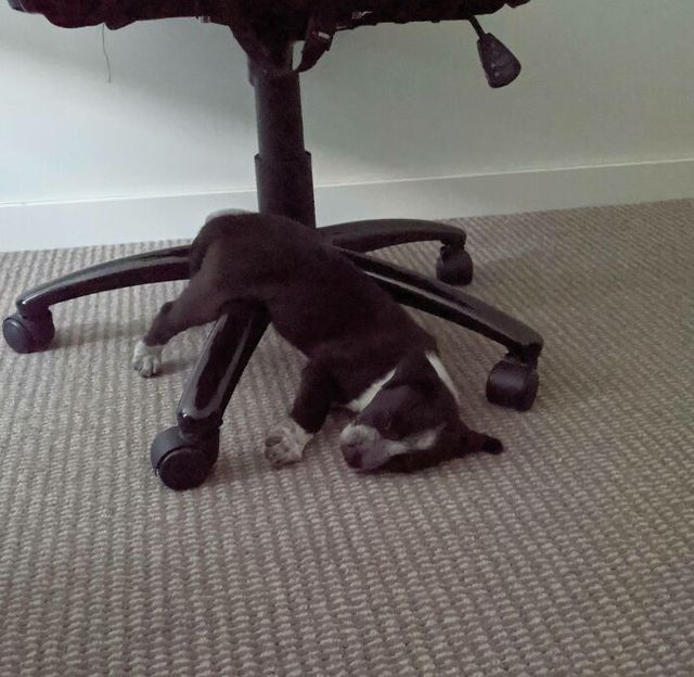 Palerminiu2 - фото 449761